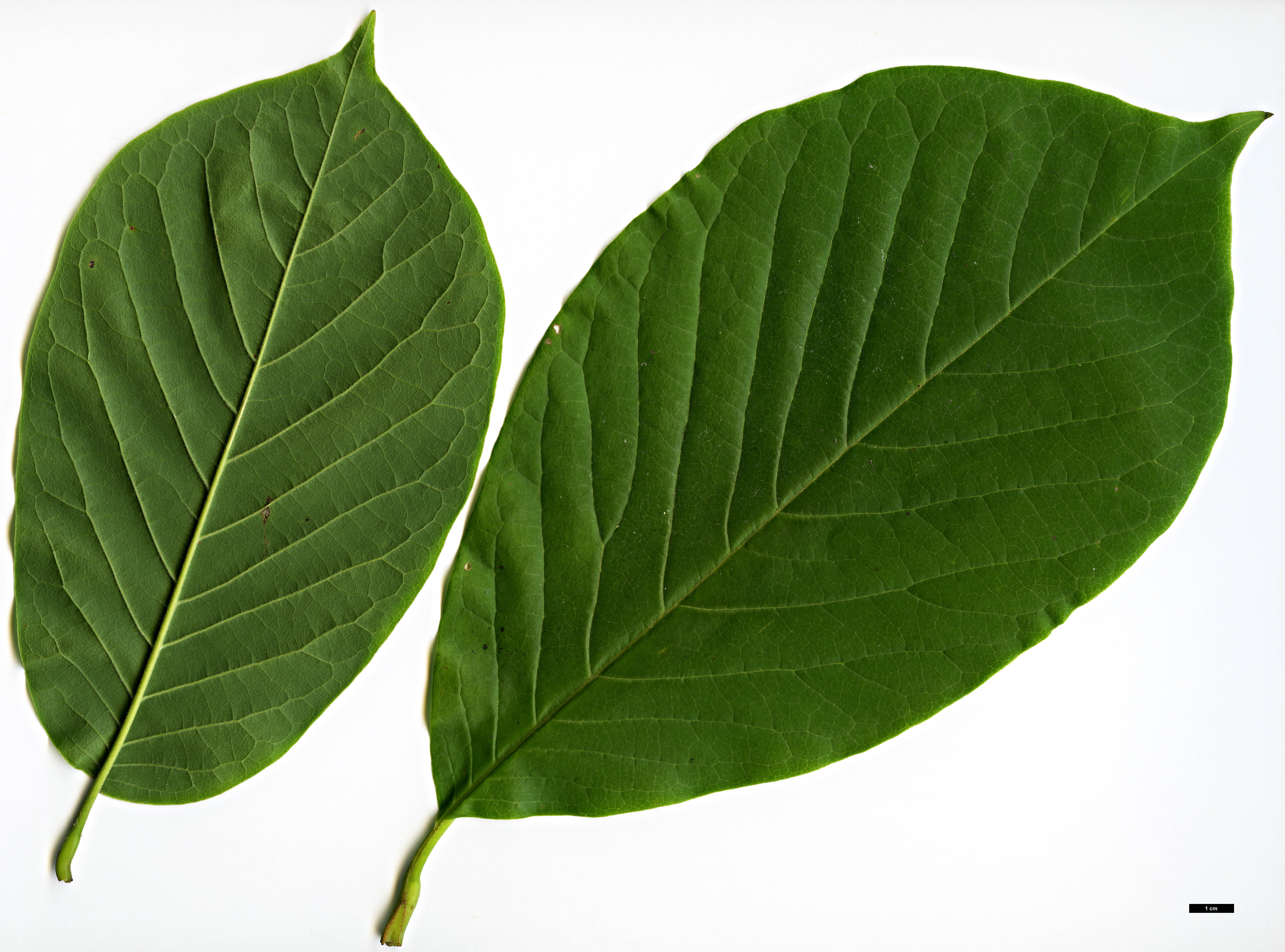High resolution image: Family: Magnoliaceae - Genus: Magnolia - Taxon: ×veitchii - SpeciesSub: 'Peter Veitch' (M.campbellii × M.denudata)